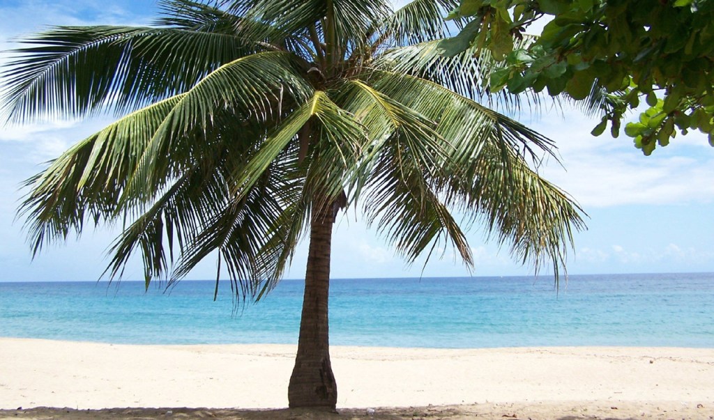 A short palm tree on a white beach with the ocean stretching to the horizon.
