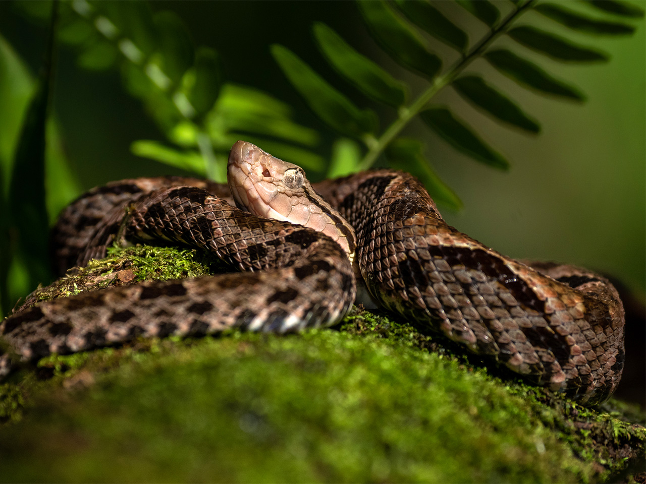 Close up of coiled snake, a fer-de-lance viper.