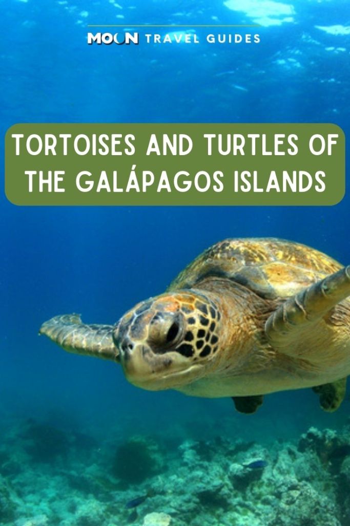Image of swimming sea turtle with text reading Tortoises and Turtles of the Galapagos Islands