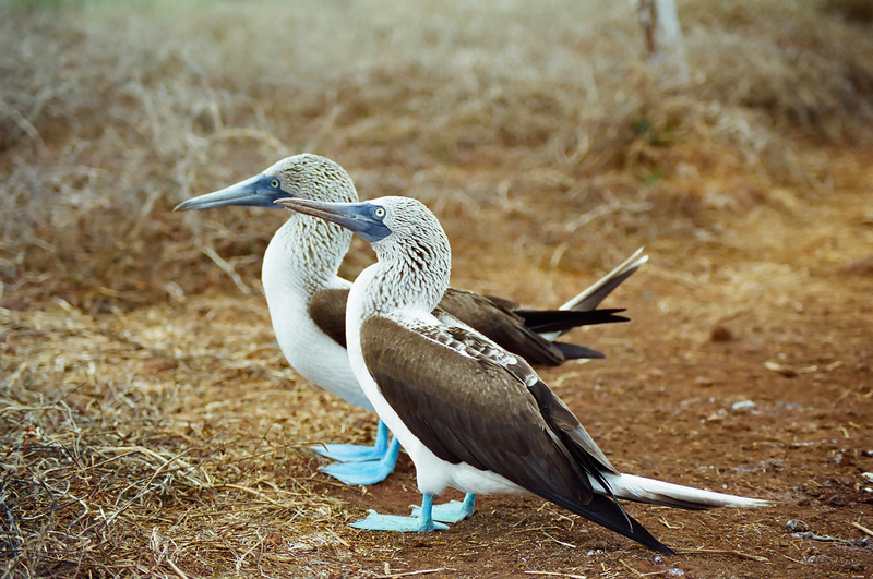 Two blue-footed boobies stand on dirt.