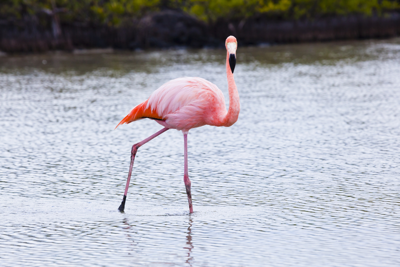 A pink flamingo stands in shallow grey water and looks at the camera.