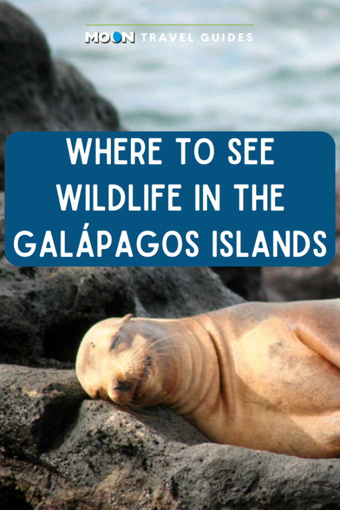 Image of a sea lion sleeping on a rock with text reading Where to See Wildlife in the Galapagos Islands
