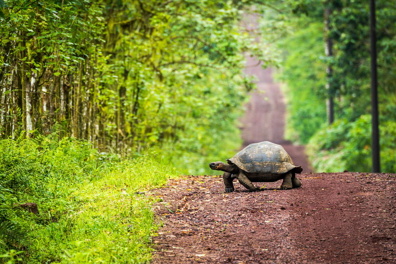 Giant tortoise crossing dirt road.