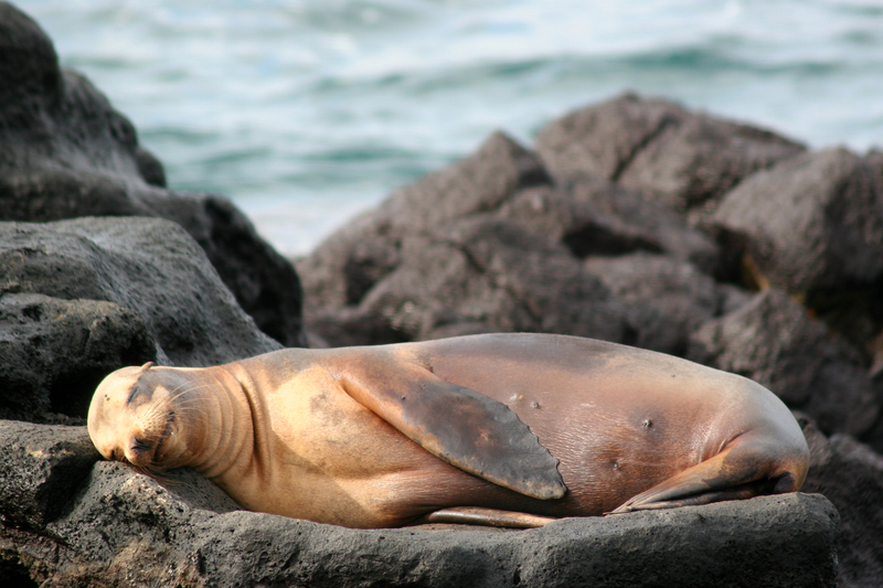 A sea lion sleeps peacefully on rocks by the ocean.