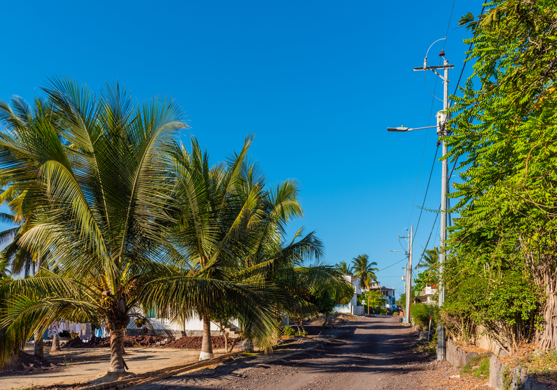 Unpaved road lined with palm trees under clear blue sky.