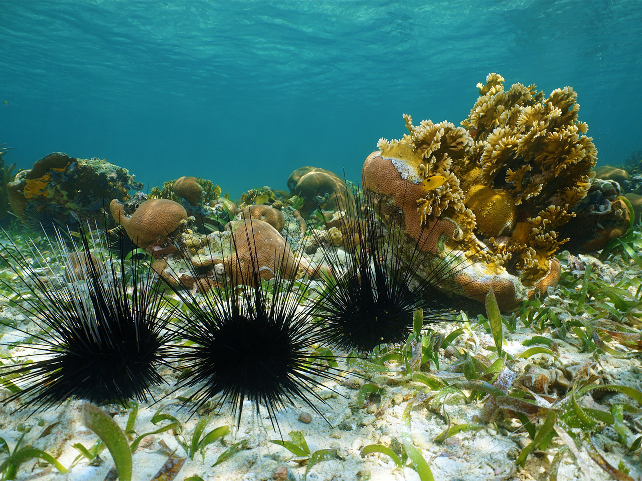 A trio of black long spined sea urchins on a sandy sea floor.