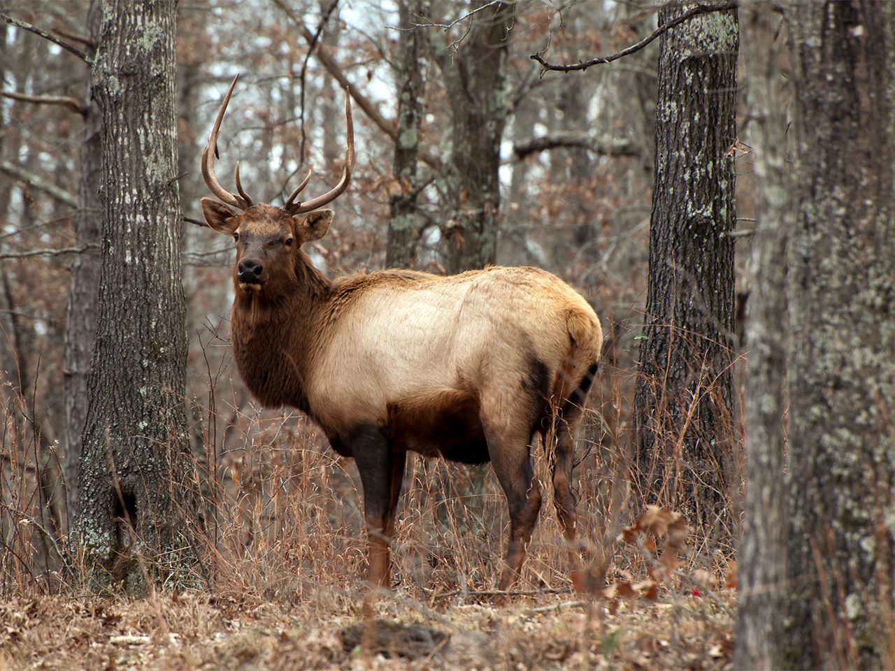 A wild elk bull in a fall forest.