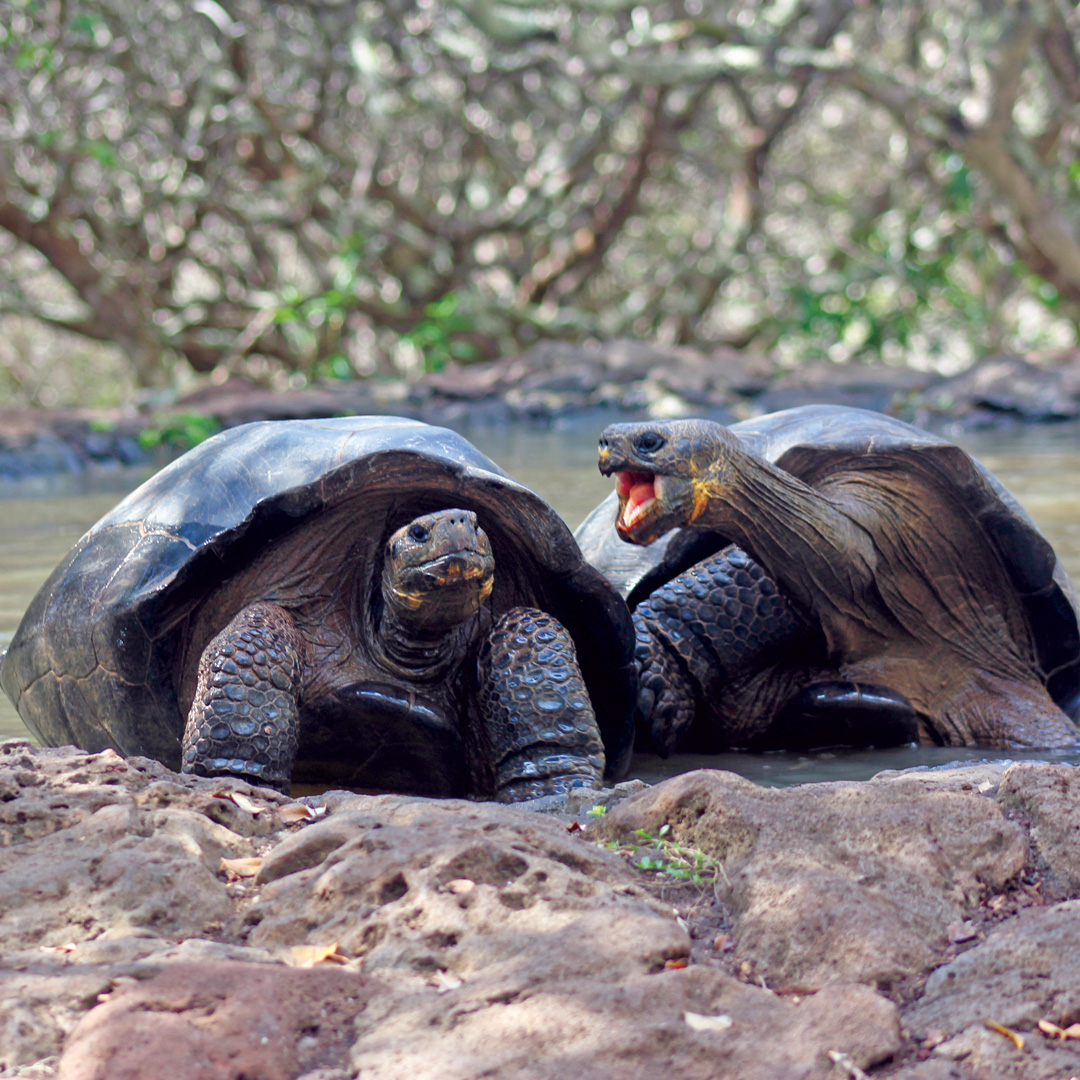 two giant tortoises standing in sand