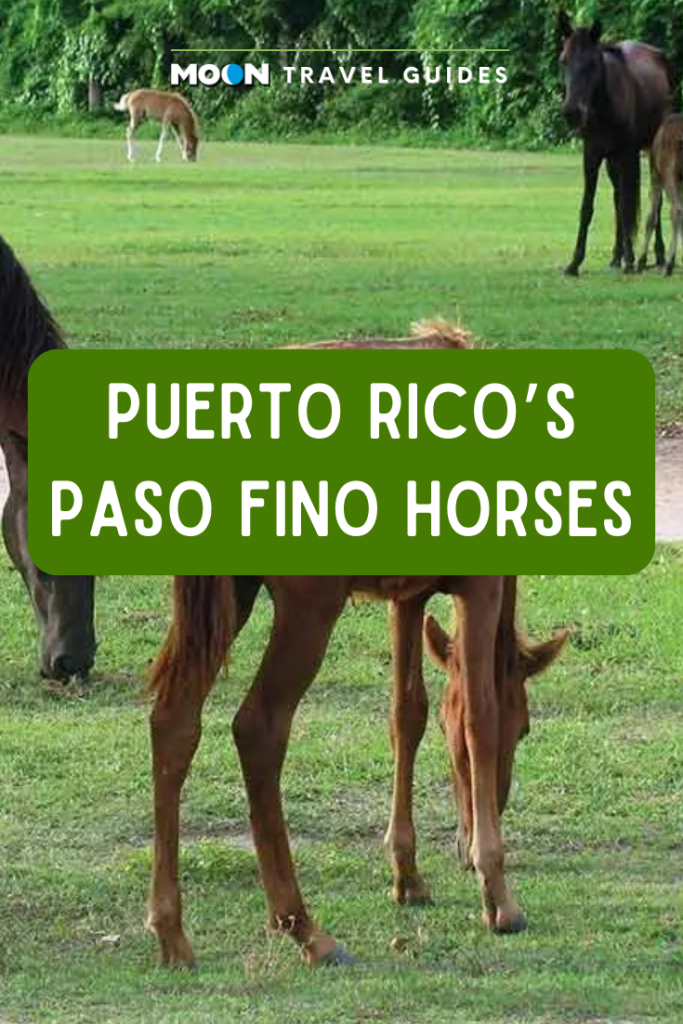 Picture of horses with text reading Puerto Rico's Paso Fino Horses