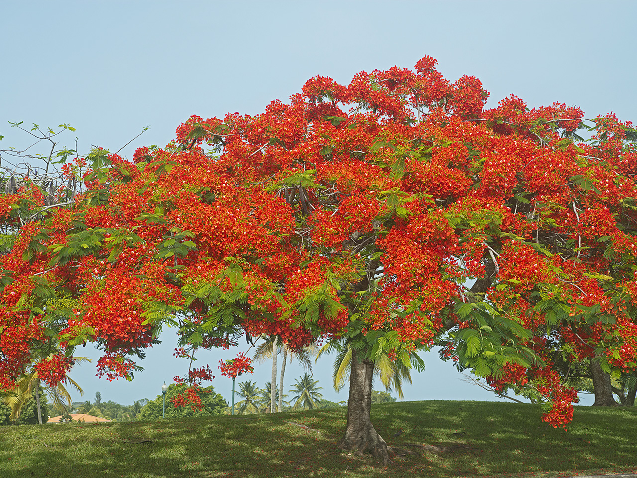The wide branches of a flamboyan tree bursting with bright red color.