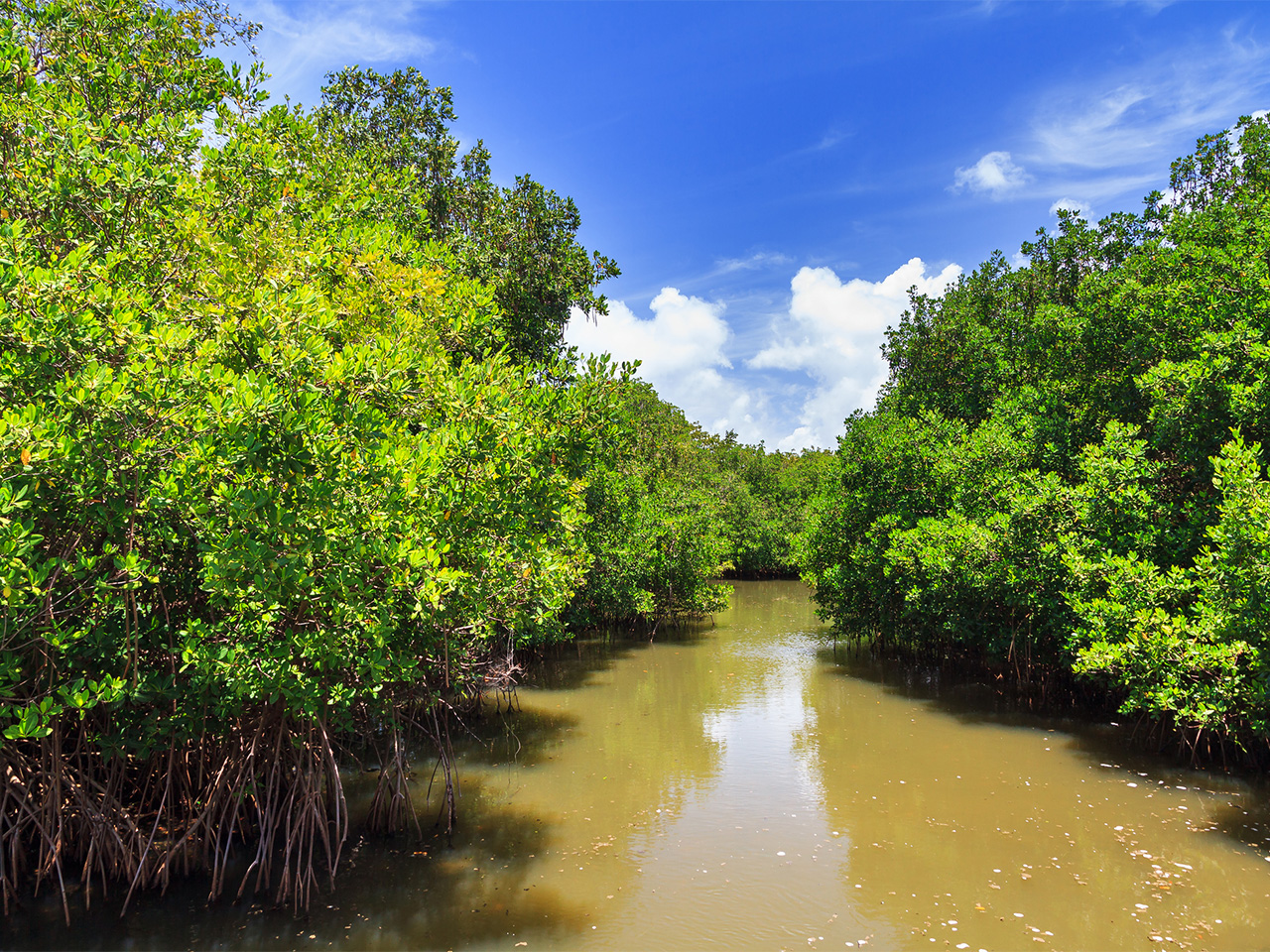 Mangroves along a river in Puerto Rico.