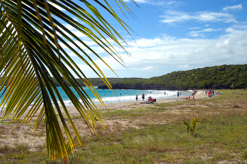 A tropical palm branch in the foreground with turquoise beach in the background.
