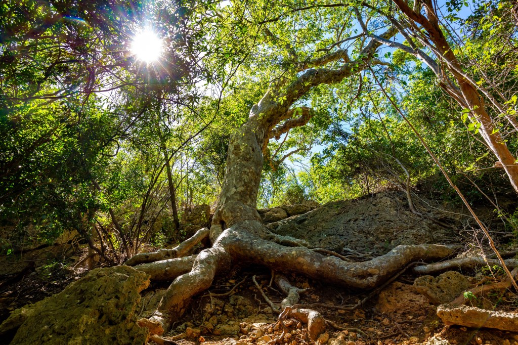 A tree and its roots in a forest with the sun peeking through the canopy.