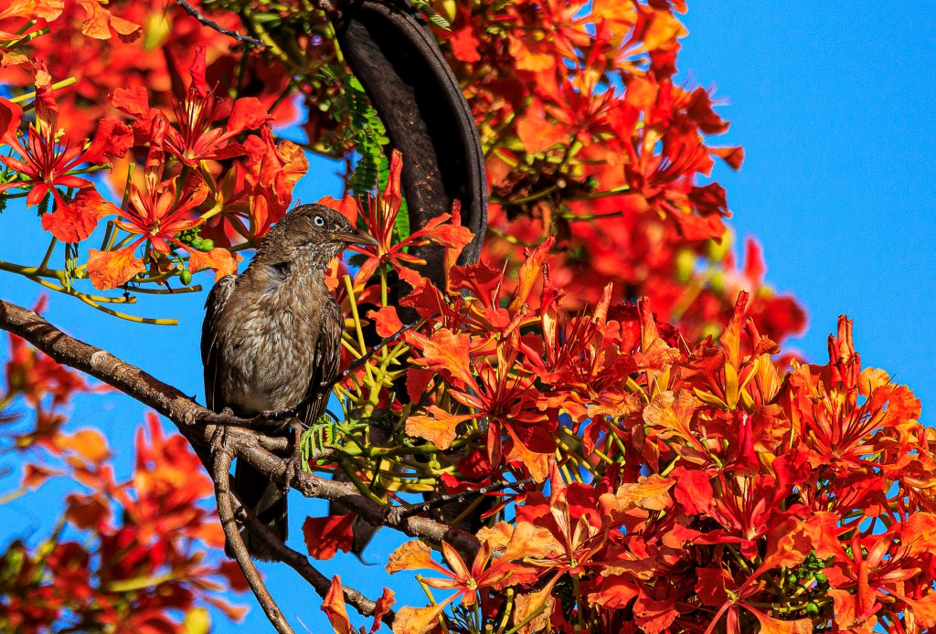 Brown bird with pale eyes sitting on branch of a tree blooming with vibrant red flowers.