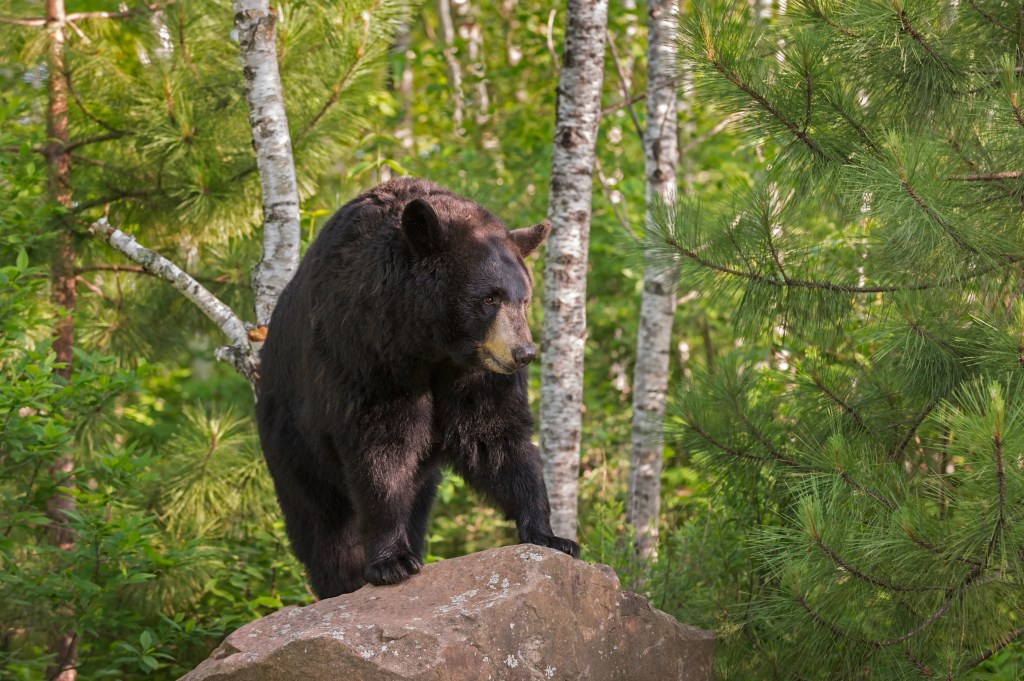 female black bear