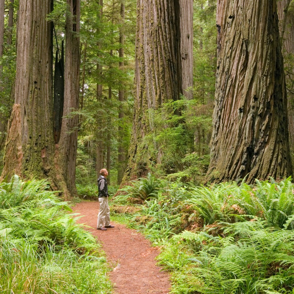 Trail through massive redwoods in California's Redwoods National Park