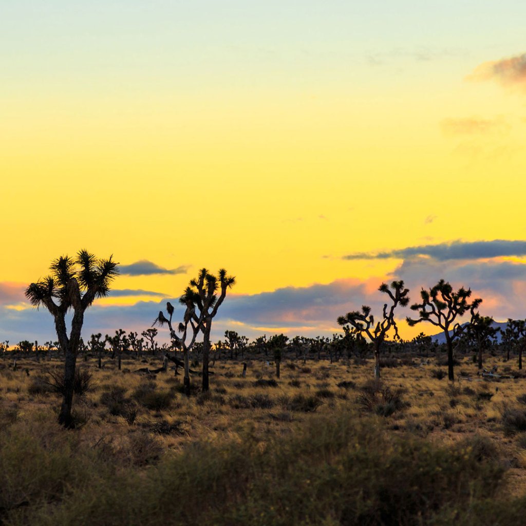 Joshua trees silhouetted at dusk.