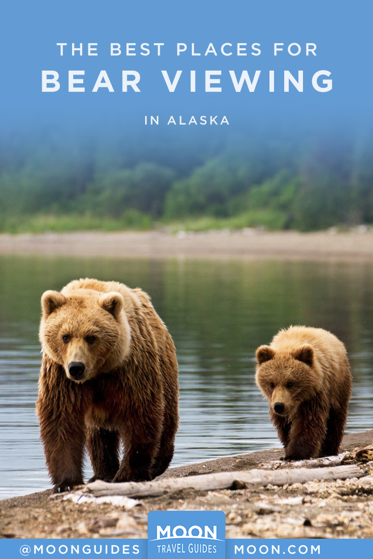 bear viewing alaska pinterest graphic