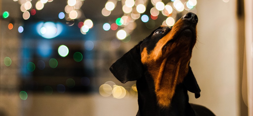 dachshund with lights