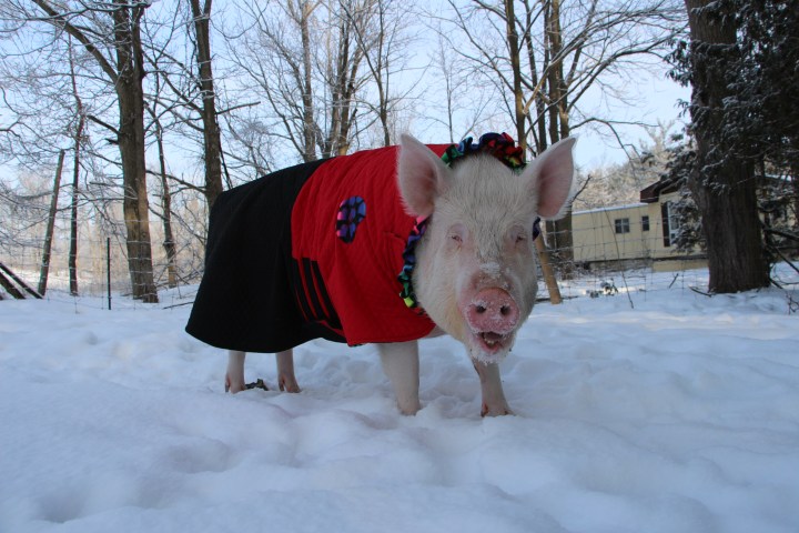 Esther the pig