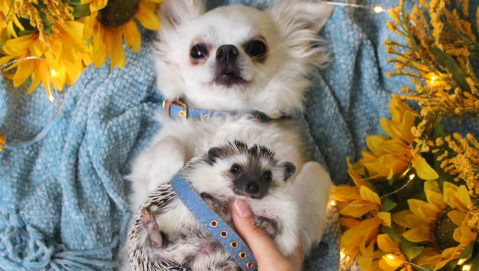 Alana Spendley Tink Maple