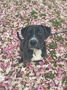 Employee Pet Hannah Phillips Seamus