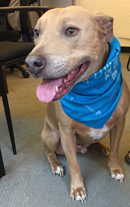 Employee's Pet Lambert