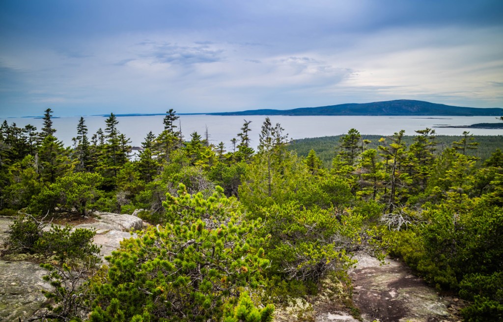 trees and shrubbery atop schoodic head point looking out at the ocean