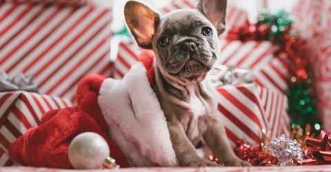 Fun Gifts & Stocking Stuffers