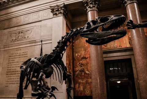 Inside the Museum of Natural History