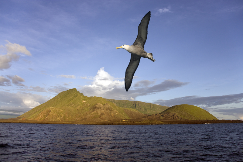 An albatross flies above the sea with a low green island in the background.