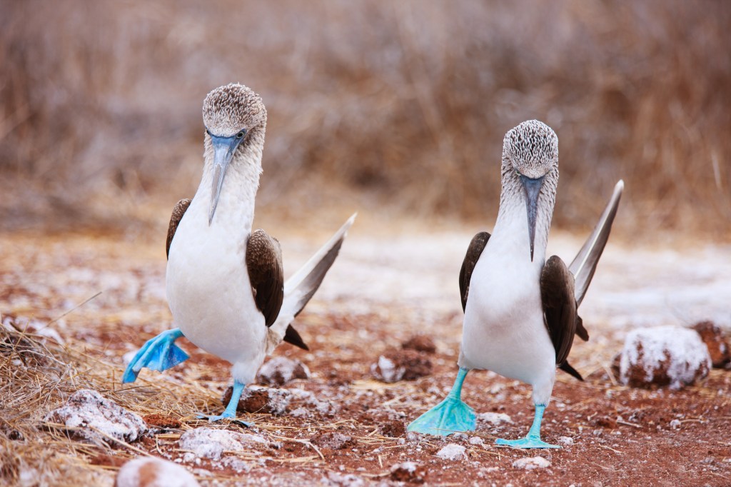 Two blue-footed boobies with one foot raised standing on brown soil.