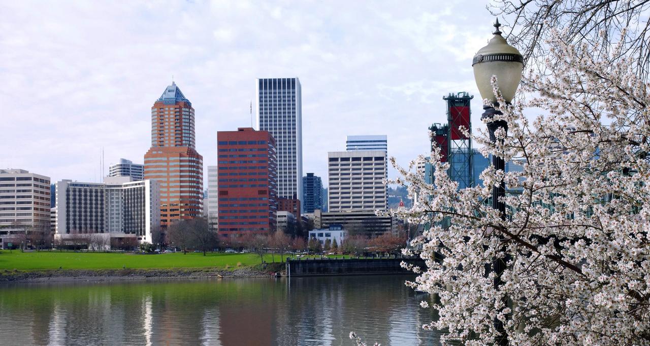 A tree blossoms in the foreground while across the water is a view of the cityscape.
