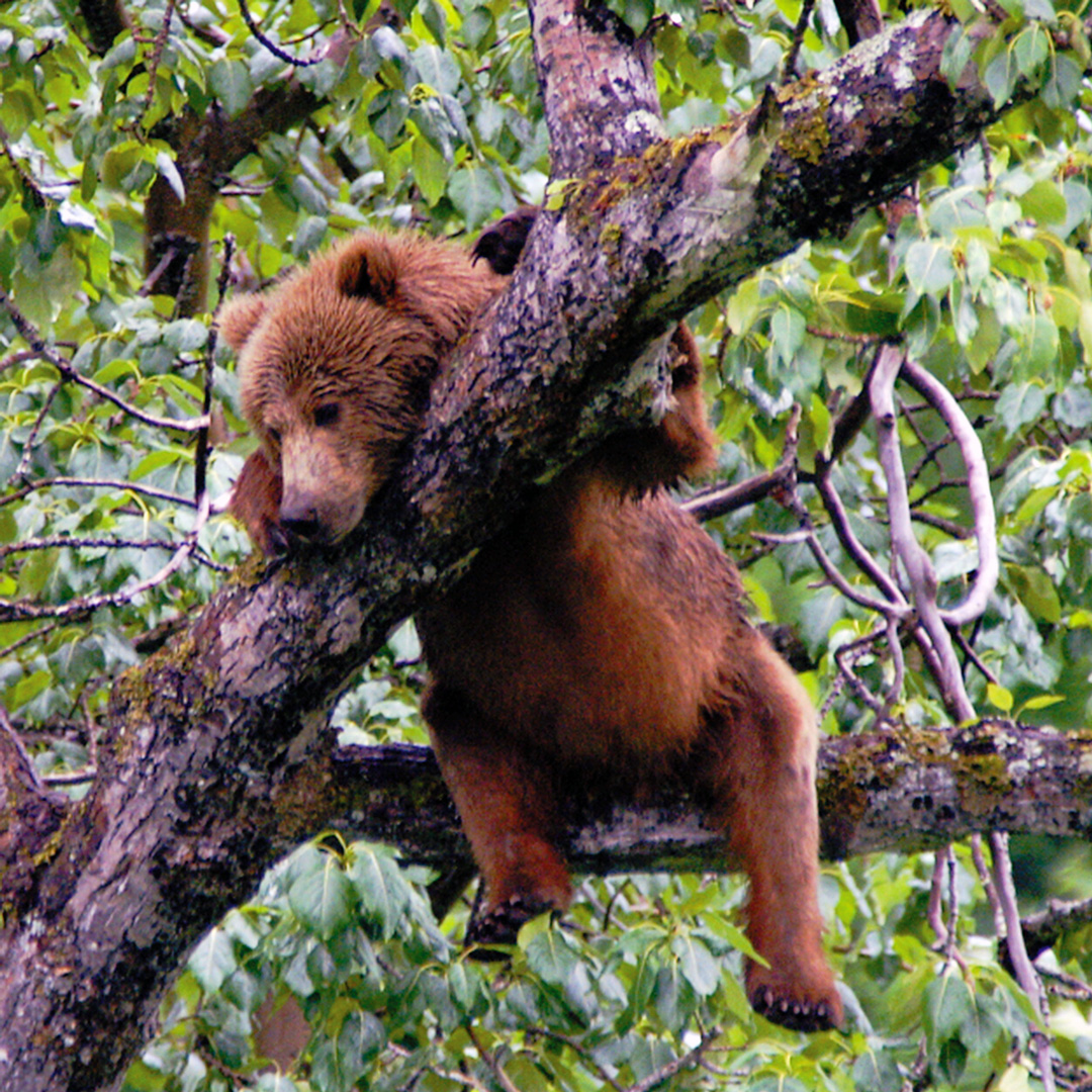 a baby brown bear dangles in a tree