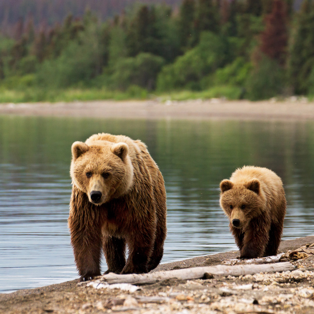 two brown bears by the river