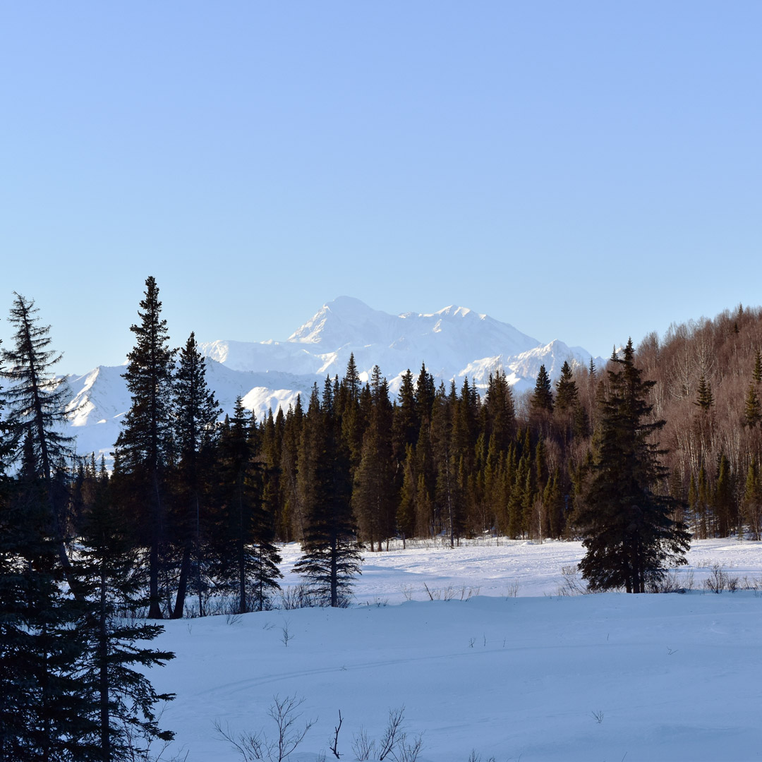 views of Denali mountain over a line of trees