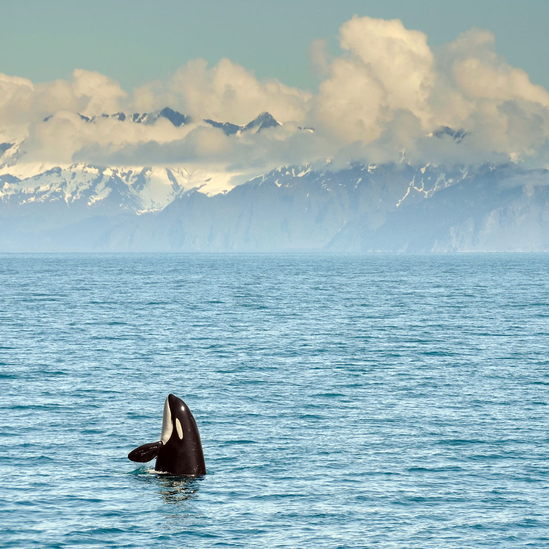 orca whale jumping into the air