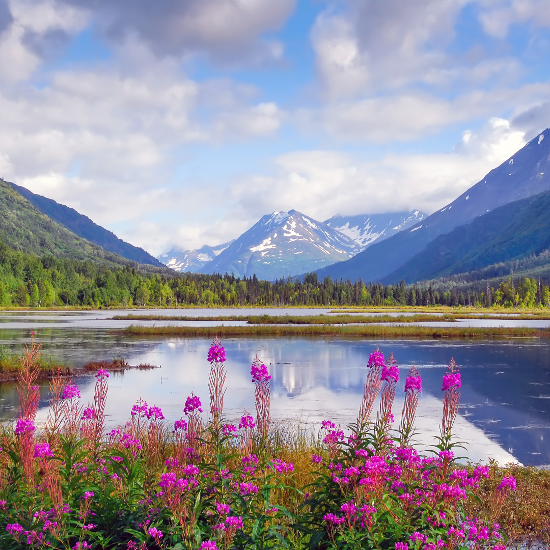 wildlfowers near the lake and mountains in Alaska