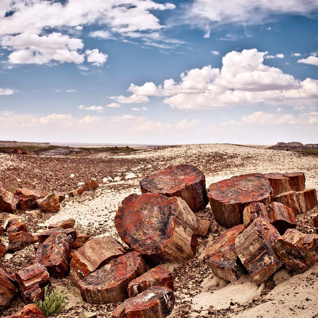 Petrified logs in Arizona's Petrified Forest National Park.