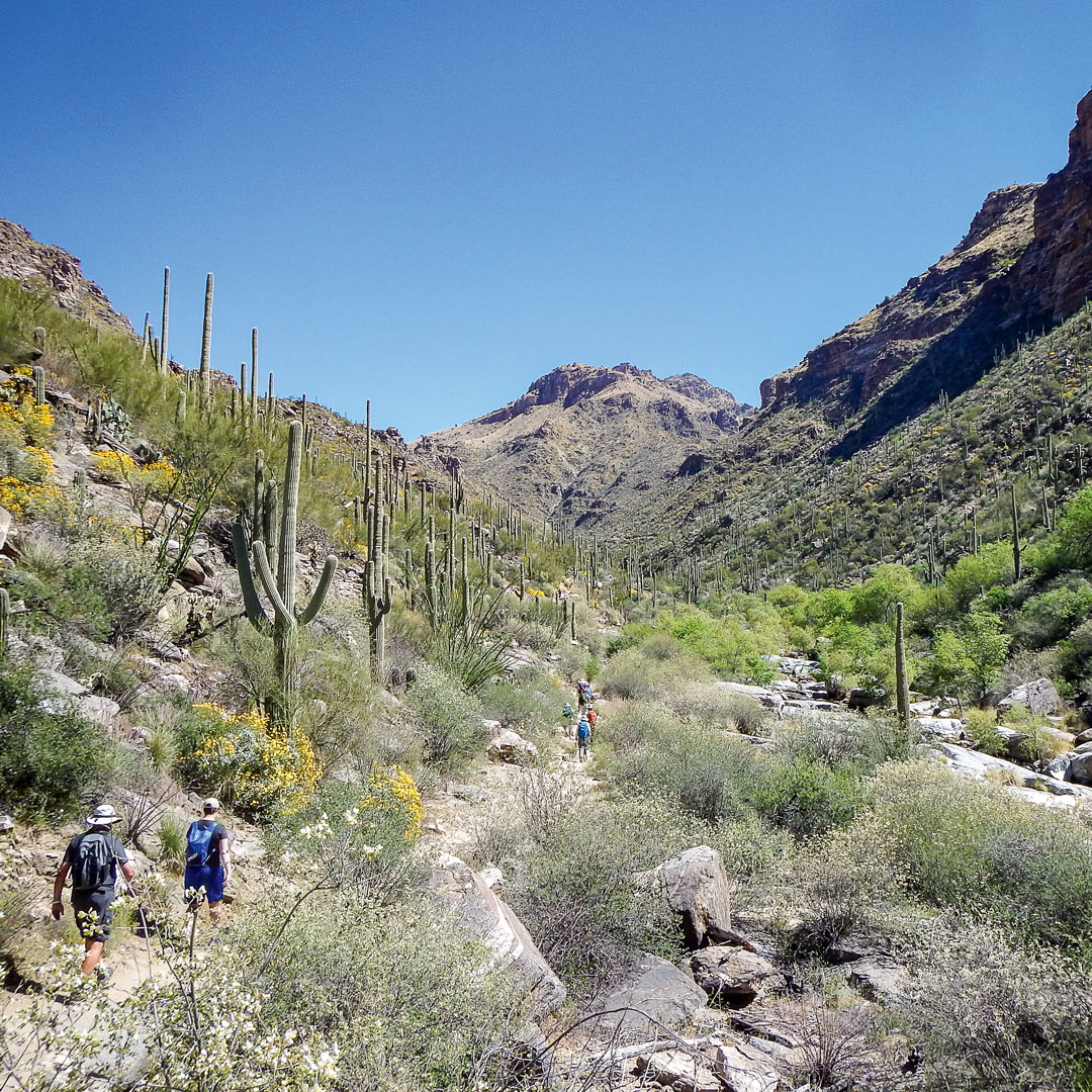 people hiking through desert landscape in Sabino Canyon