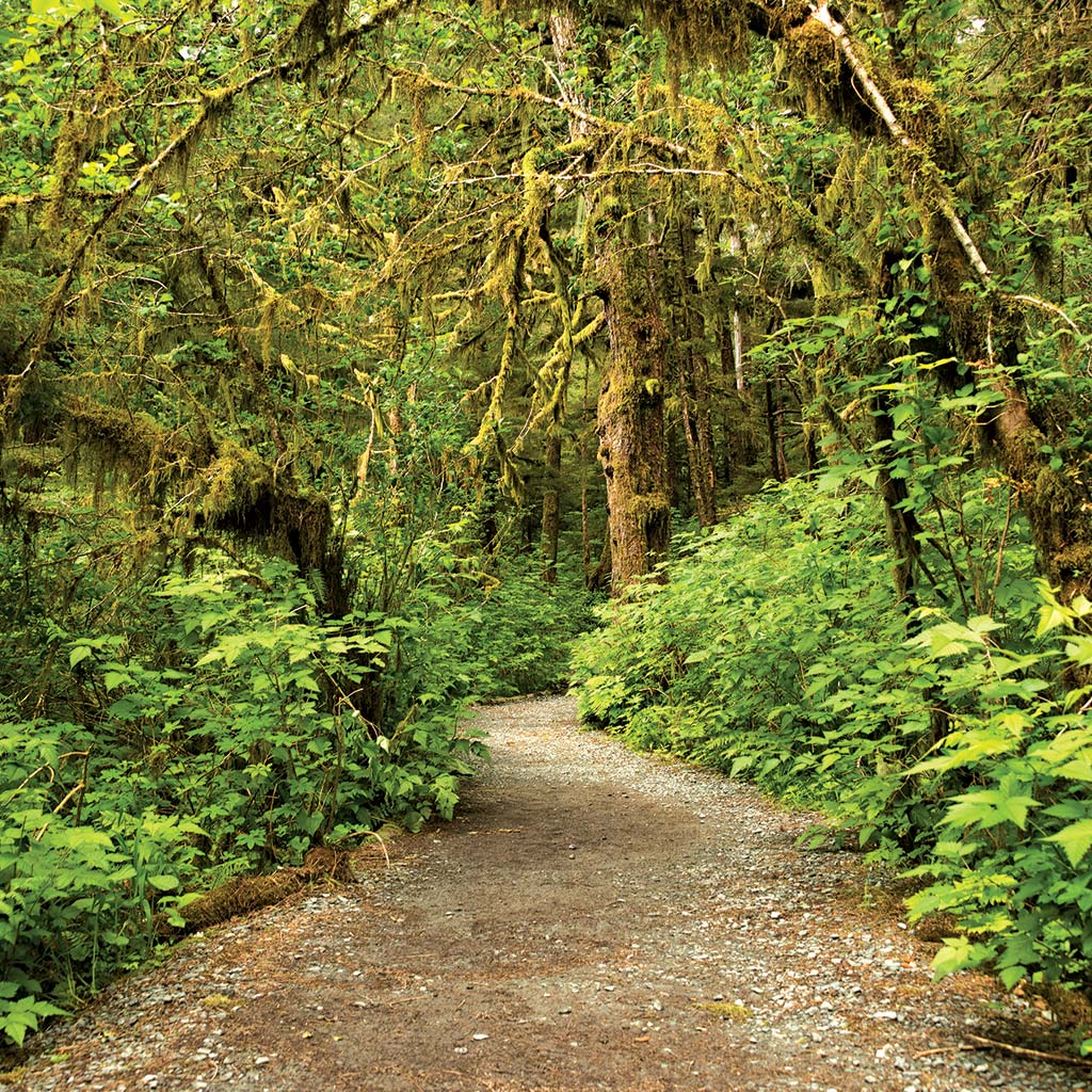 A path through the lush green woods in the rainforest of Tongass National Forest