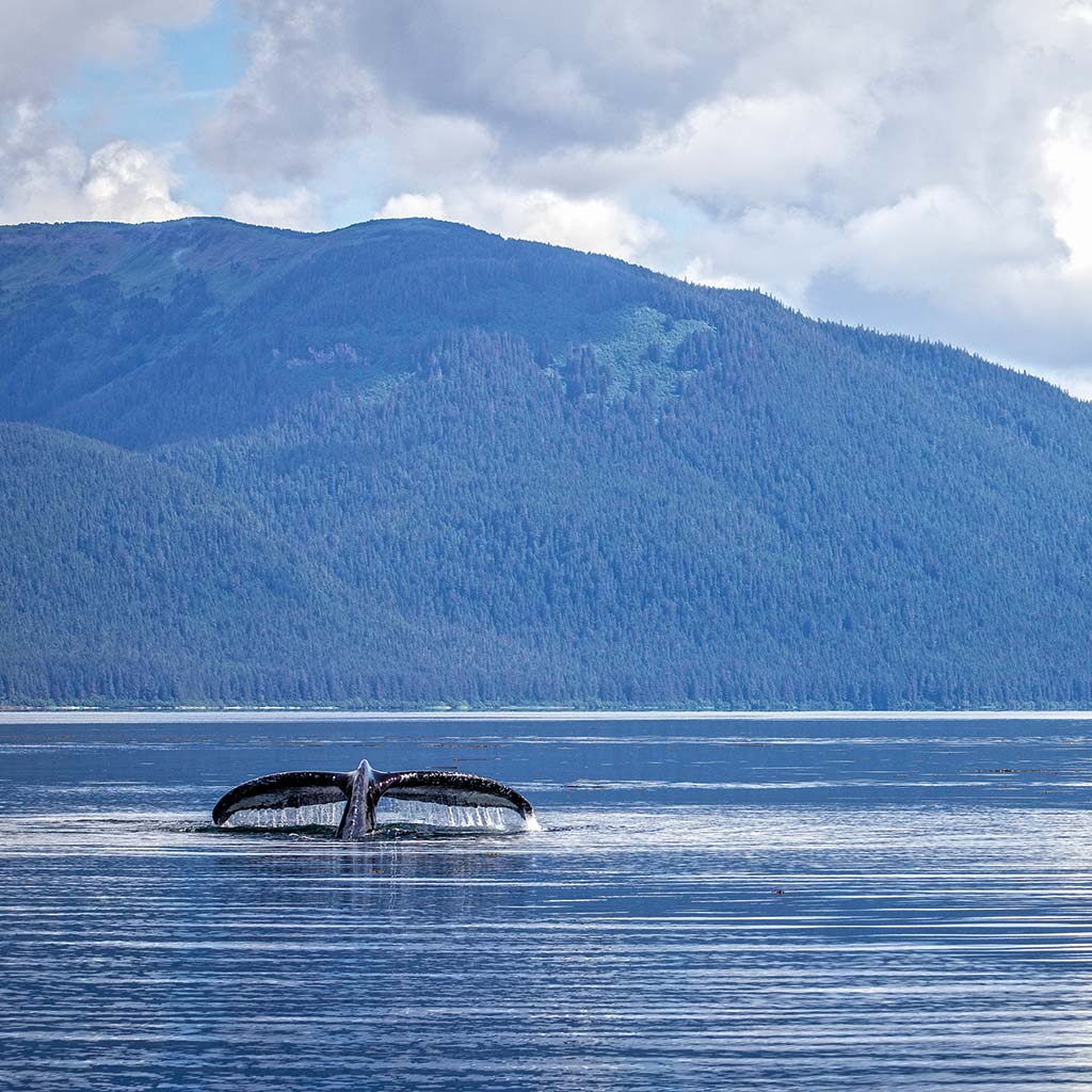 Whale tail peeks above the water in Alaska