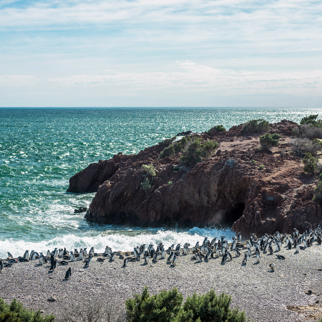 Megallnaic penguins ashore at Punta Tombo in Patagonia