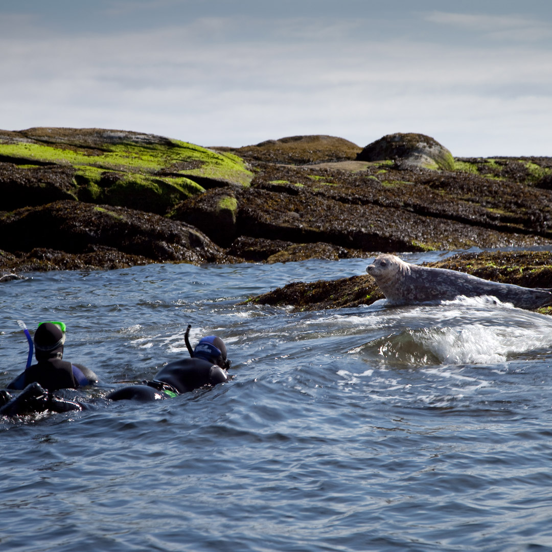 two snorkelers in the water near a seal in Nanaimo British Columbia