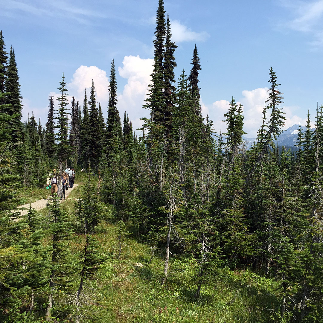 Trails near the Meadows in the Sky Parkway summit in Mount Revelstoke National Park.