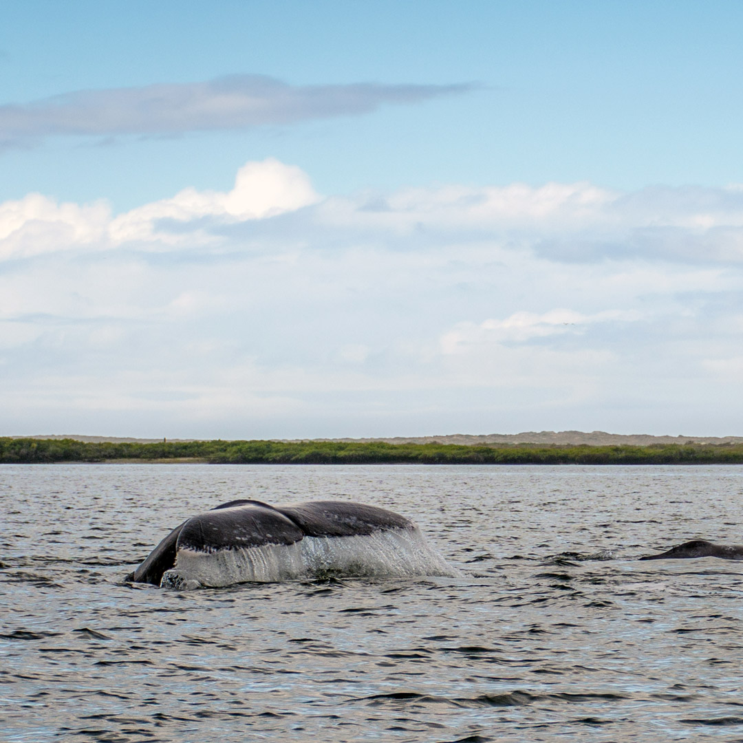 gray whale tale surfacing in Magdalena Bay