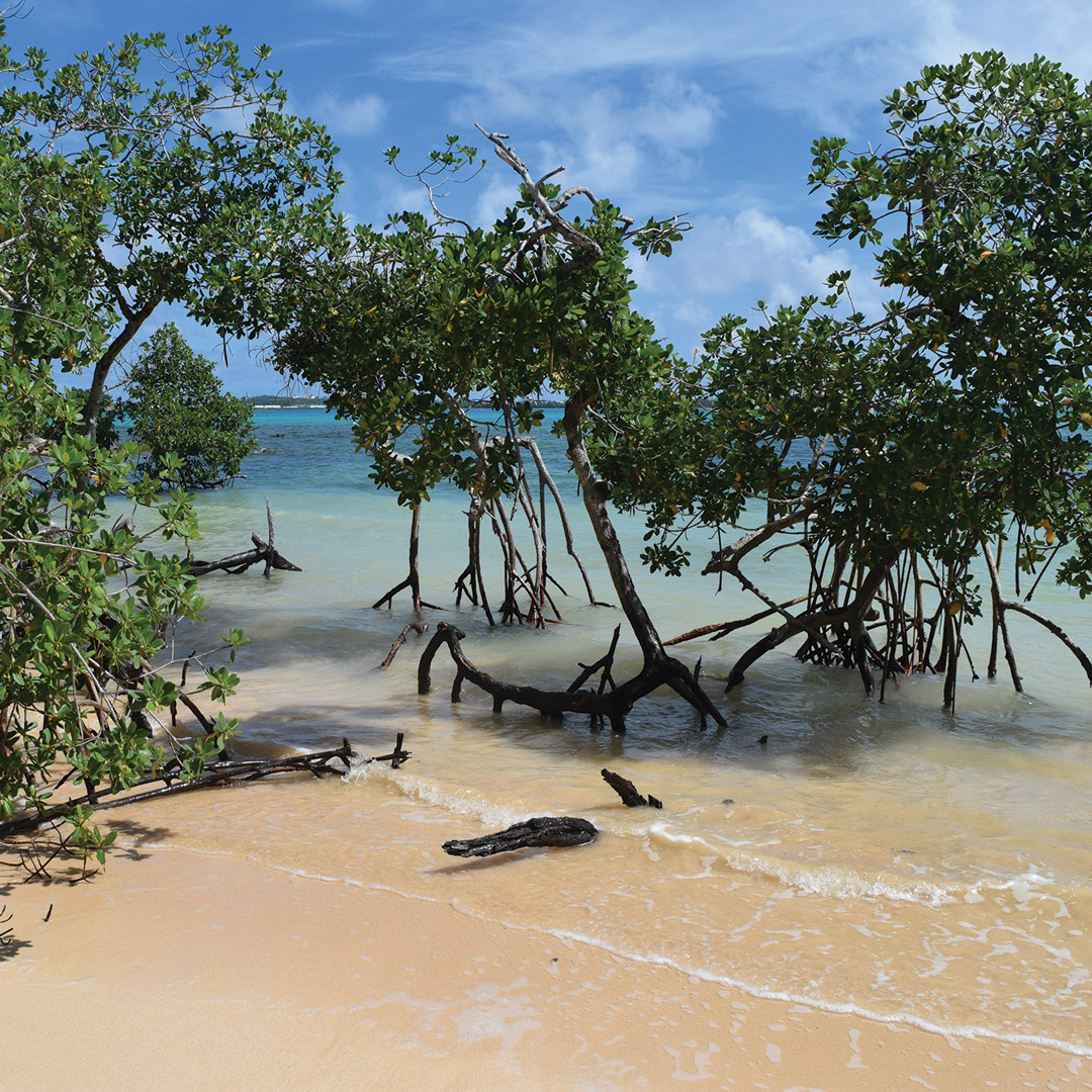 mangrove trees on the shore in Bermuda's Blue Hole Park