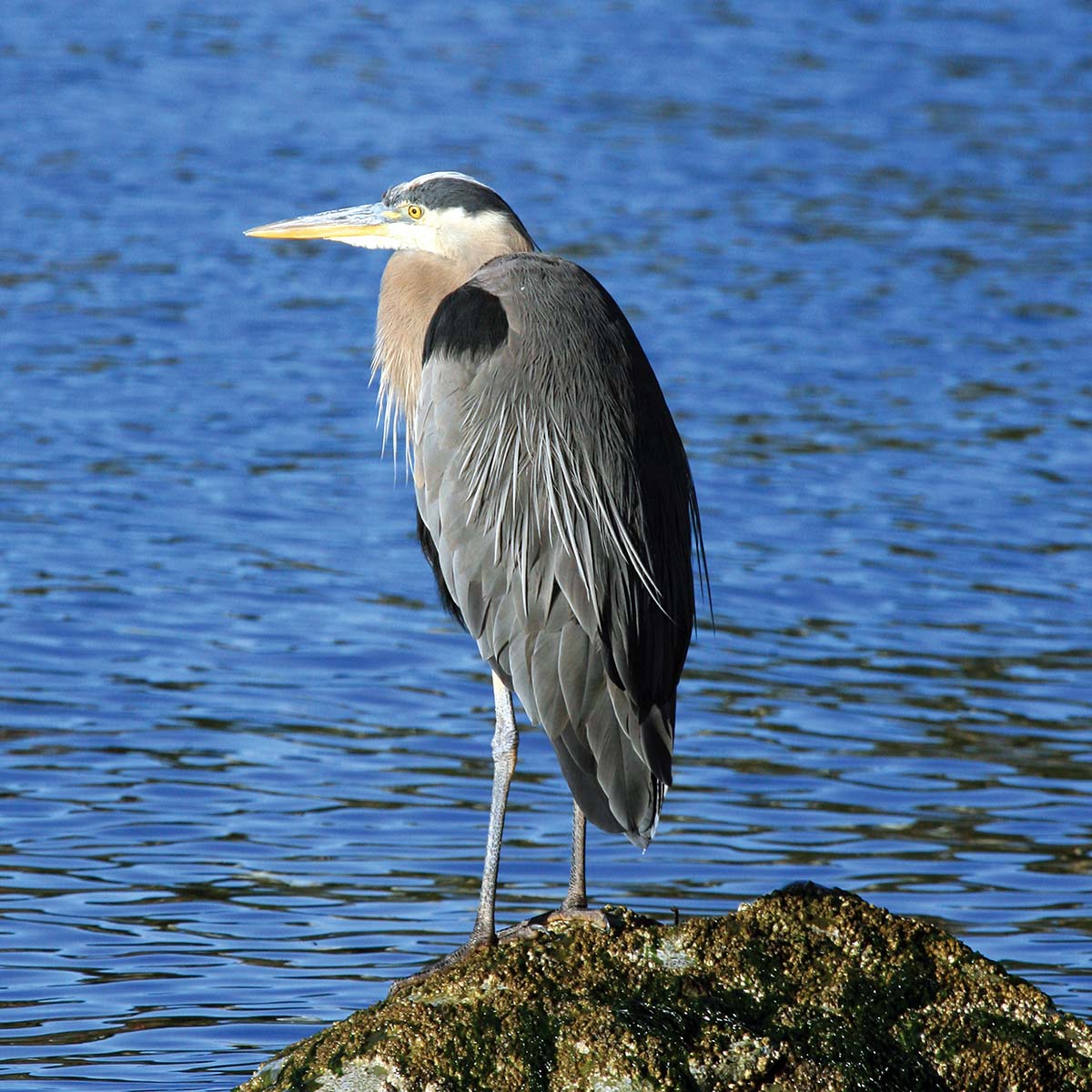 A great blue heron perches on a rock along the Fundy coast in New Brunswick.