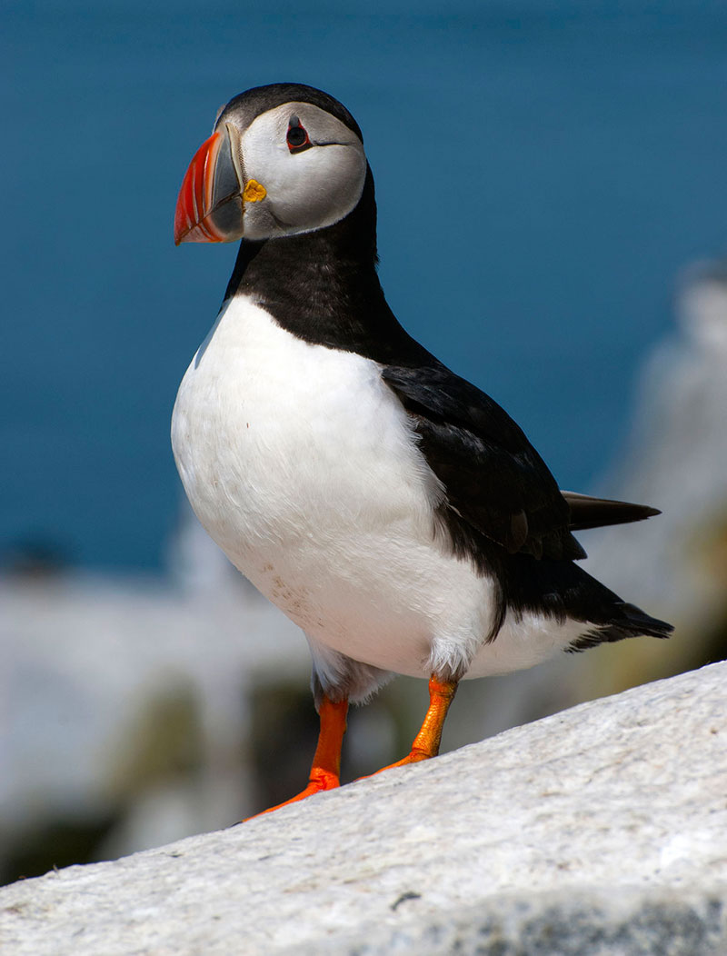 900 pairs of nesting Atlantic puffins reside on Machias Seal Island. 