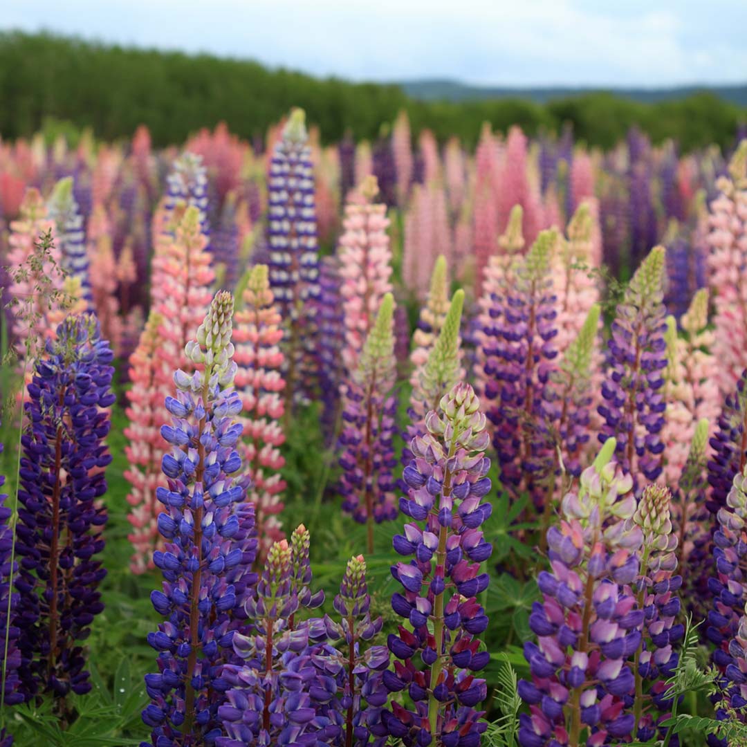 cluster of pink and purple lupine